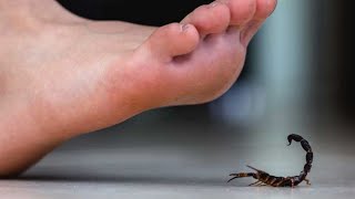 The dangerous Fat tailed Scorpion 🦂3d animation documentary facts trending [upl. by Sandell]