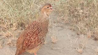 Top Fastest Francolin Birds Voices Grey Pheasant Birds Sounds [upl. by Avlis299]