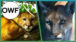 Cougar amp Panther Whats The Difference One Wild Fact  Earth Unplugged [upl. by Sirovat]