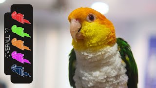 White Bellied Caique The Best Pet Parrot [upl. by Scevo]