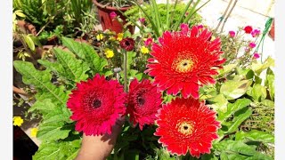 How To Care Gerbera Flower Plant Hindi [upl. by Aneehta]