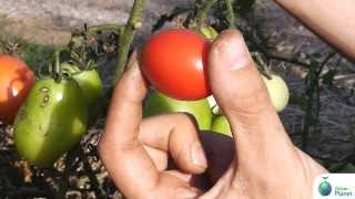 Come raccogliere i pomodori  How to harvest tomatoes [upl. by Suixela]