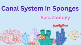 canal system in sponges in tamil ascon and sycon type  canal system canal system in porifera [upl. by Eldrida]