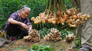 Grandma shares 4 ways to cook ginger｜生薑怎麼做最好吃？阿婆和家人教你4種做法，酸甜鹹味全上｜food f广西 美食 ｜玉林阿婆 [upl. by Chappelka]