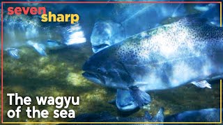 Giant salmon large enough to feed 100 people accidentally discovered in New Zealand  Seven Sharp [upl. by Neral]