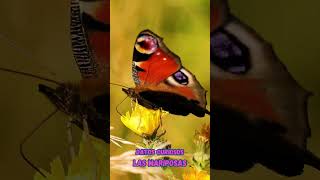 Las Mariposas  Datos curiosos sobre este insecto con alas llamativas short shorts shortvideo [upl. by Courtnay]