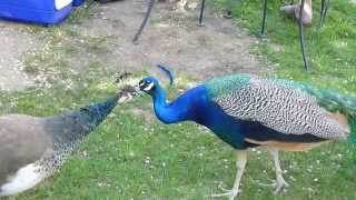 Peacock amp Peahen grooming each other [upl. by Aubrie]