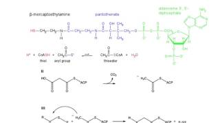 Fatty Acid Synthase [upl. by Kristianson703]