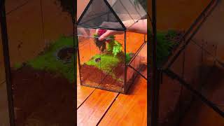 Terrarium tutorial build a easy moss and fern with water feeder and cave for insect terrariumdiy [upl. by Idola677]