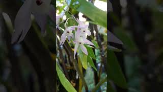 Dendrobium hercoglossum speciesorchids rareplant [upl. by Temp]