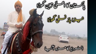 Best Neza baz Pakistani horse new year [upl. by Tully211]