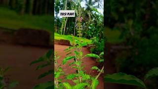 Tulsi Plant  Ocimum tenuiflorum Holy Basil [upl. by Forbes]