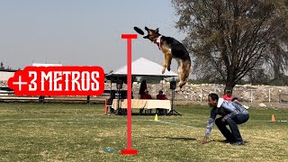 los PASTOR ALEMÁN pueden ¡VOLAR Malinois Border collie Disc dog y mucho más [upl. by Moureaux575]