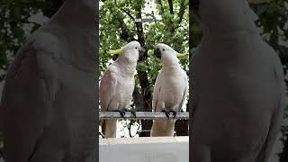 Serious Fight between cocatoos funny pets to watch cocatoo shorts birds [upl. by Procora]