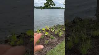 Lakeside Planting Part 23 [upl. by Esyle]