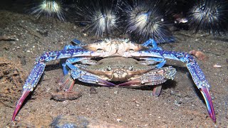 Crab mating Portunus pelagicusin Ambon  Indonesia  September 2024 4K60fps [upl. by Joni]