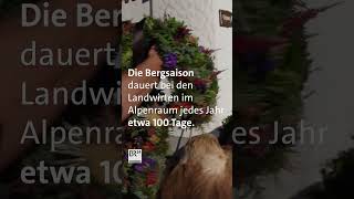 Die Bergsaison ist vorbei Viehscheid im Allgäu  BR24 Shorts [upl. by Abehs]