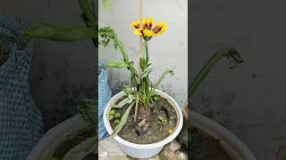 Verbena plant Gazania plant care tips ☘️☘️☘️ [upl. by Sihunn995]