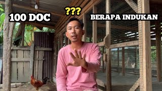 100 EKOR DOC AYAM KAMPUNG PERLU INDUKAN BERAPA [upl. by Ethben]