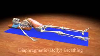 Diaphragmatic Belly Breathing [upl. by Ause790]