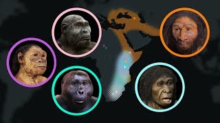 Seven Million Years of Human Evolution datavisualization [upl. by Yerbua]