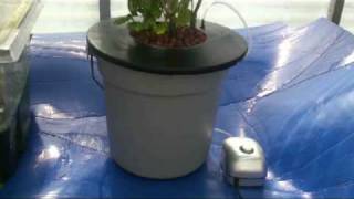 DWC Hydroponics Bucket System [upl. by Annahsal800]