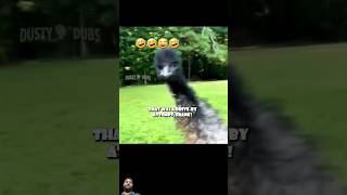 ostrich vs hunter 🔥🔥animals shortvideo funny shortfeed youtubeshort shorts india wildlife [upl. by Farver554]