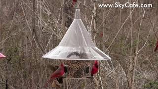 Cardinals at Mandarin Bird Feeder  Large Bird Feeder Attracts soo many birds [upl. by Naujit]