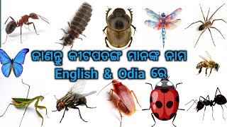 Insect Names English Vs Odia  Education [upl. by Nonac595]