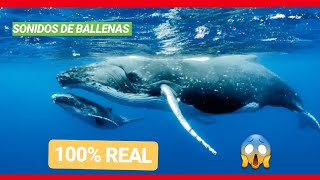 SONIDO DE BALLENAS 100 Real 😱 WHALES SONG  RELAX MEDITATION [upl. by Oninrutas840]