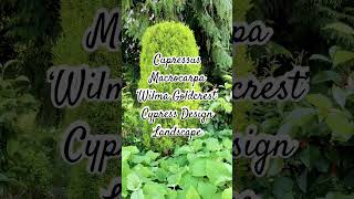 Cupressus Macrocarpa ‘Wilma Goldcrest’ Cypress Design Landscape [upl. by Nawram358]