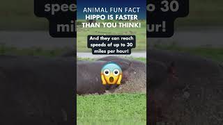 Do Hippo RUN FASTER than HUMANS 🦛😱 [upl. by Clerissa]