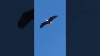 Very Brief Glimpse of Eagle birds eagle nature wildlife [upl. by Karylin]