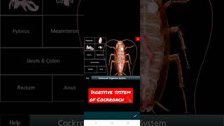 Dissection of Digestive system of Cockroach 🪳 [upl. by Ynafetse396]