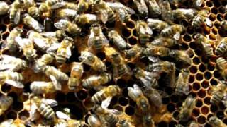 Bees doing the waggle dance [upl. by Bringhurst]