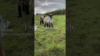 sheep lambs agriculture lamb bottlefeeding cute farming cows lambing babies education [upl. by Ardnaik]