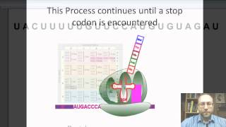 DNA to RNA to Protein [upl. by Einwat]