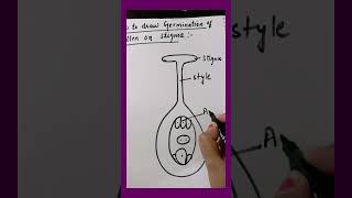 How to draw germination of pollen Biology diagram [upl. by Neilson]