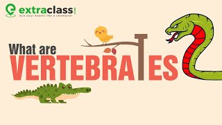 What are vertebrates   Biology  Extraclasscom [upl. by Lanna671]