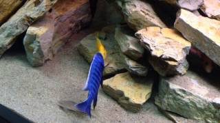 Malawi Cichlid Fight Sciaenochromis fryeri vs Yellow Albino [upl. by Lemire643]