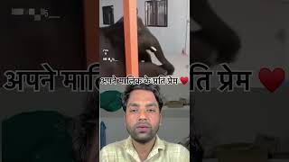 Es duniya main sabse bafa dar janavar hai lovepoerty shortvideo funny lovepoetey love sad [upl. by Yrelle]