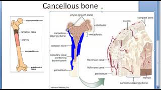 Orthopedics 029 Fracture Healing Stages Cortical Cancellous bone spongy factors affecting recover [upl. by Vania]