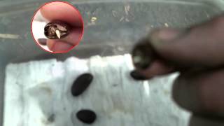 Asimina triloba Paw Paw Seed germination update video [upl. by Netloc]