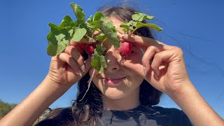 Radish picking time [upl. by Nomed]