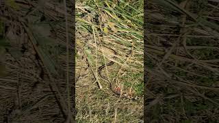 Long garter snake slither away [upl. by Geno]