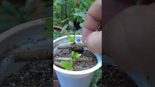 Method of growing hydrangea cuttings propagating hydrangea with garlic garden [upl. by Atiekram]