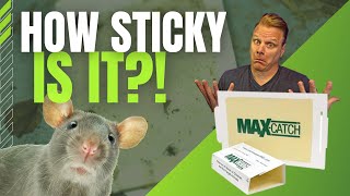 🌟 The Sticky Solution Catchmaster Pest Glue Trap  Made in the USA 🇺🇸✨ [upl. by Madge]