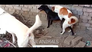 street dog mating video on road 🔥  dog mating  animal mating [upl. by Sinnoda]