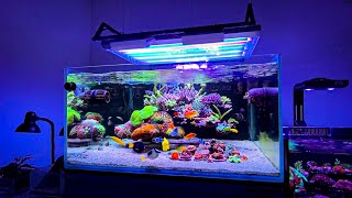 The Coolest Floating Reef Aquarium Setup I’ve Ever Seen 🤩 [upl. by Undine252]