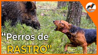 Perros de rastro 🐾 sabuesos en busca del jabalí 🐗sabuesoespañolperrosderastro [upl. by Ecilef]